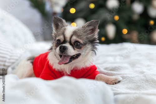 Pretty chihuahua puppy dog wearing red warm sweater in scandinavian style bedroom with Christmas tree, lights, decorative pillows. Pets friendly hotel or home room. Animals care concept.