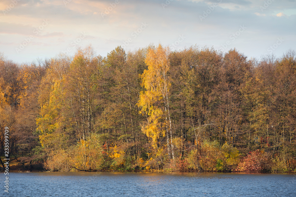 autumn forest by the lake