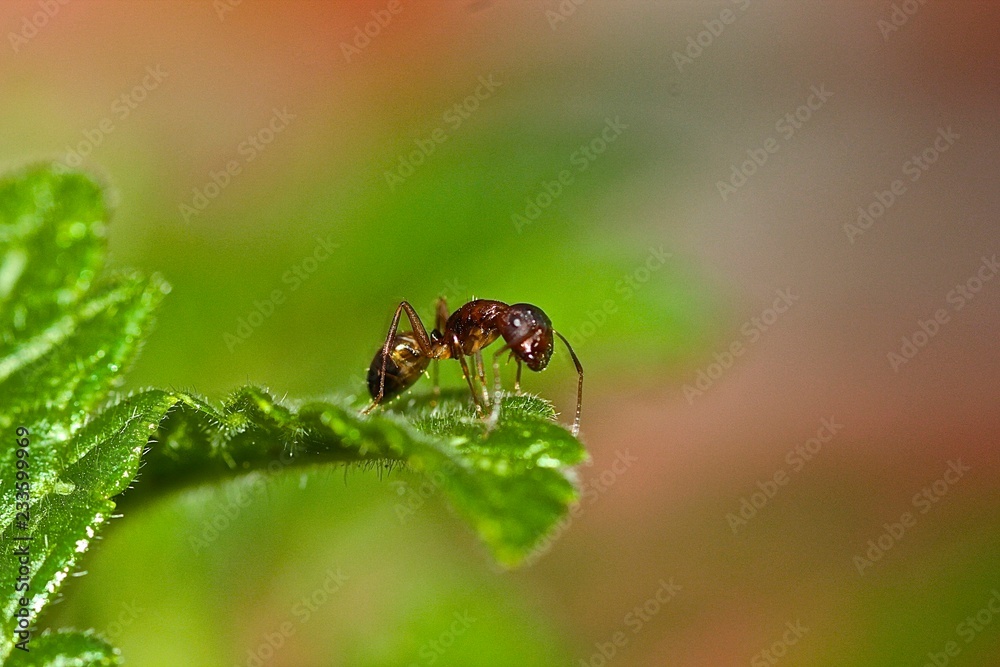 ant on a leaf ant on a leaf