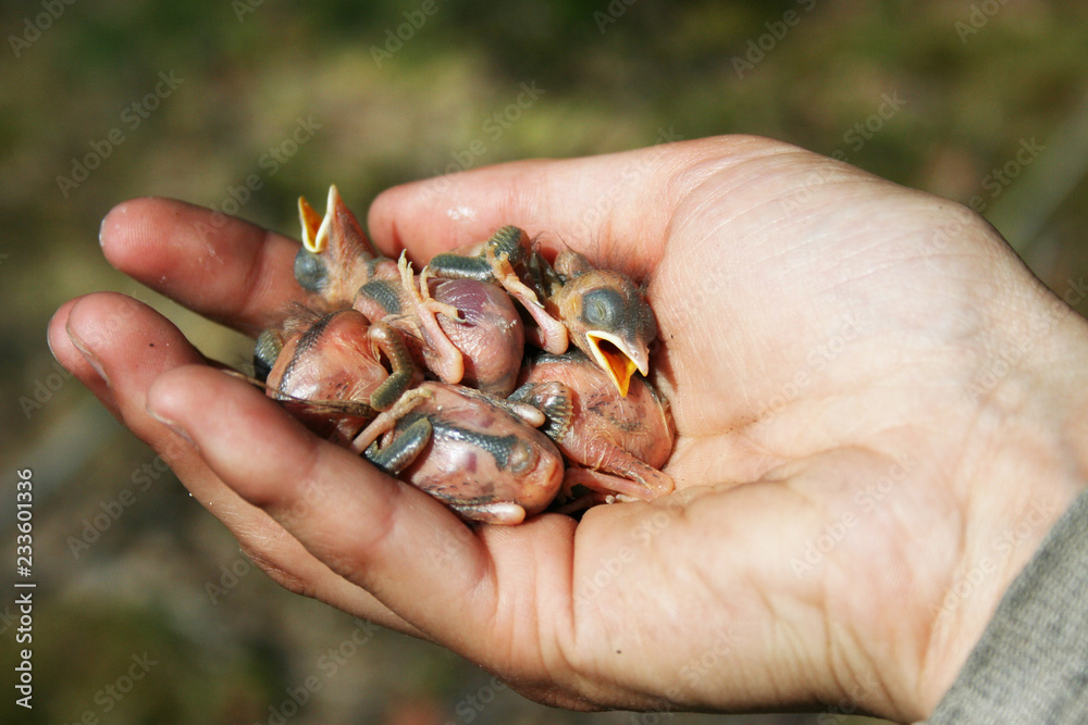 close up of group of newborn european wild pied flycatcher (pied flycatcher) hatchling chicks on palm of human  hand