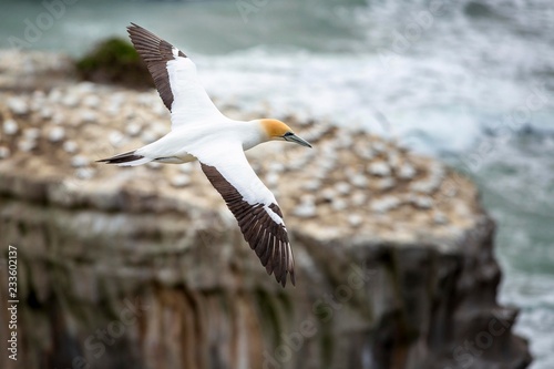 Australasian Gannet (Morus serrator) in flight, Muriwai Beach, Auckland Region, North Island, New Zealand, Oceania photo