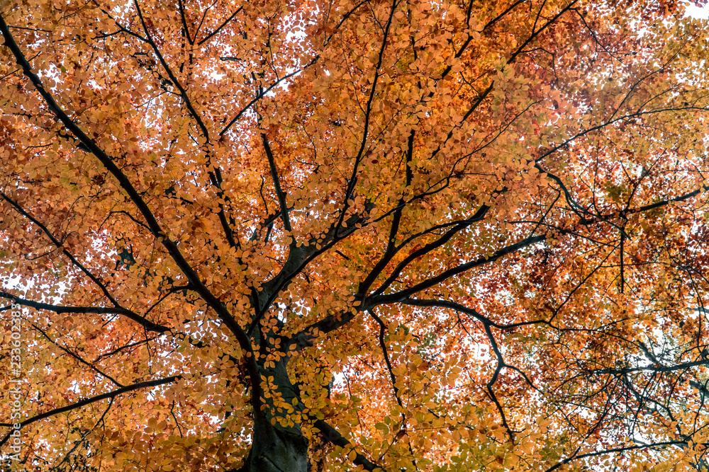 Treetop In Autumn Looking Like Veins In Orange Ocean Of Foliage
