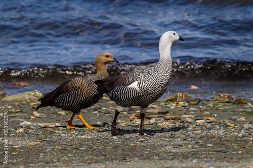 Mating pair of Upland geese in Argentina, South America. photo