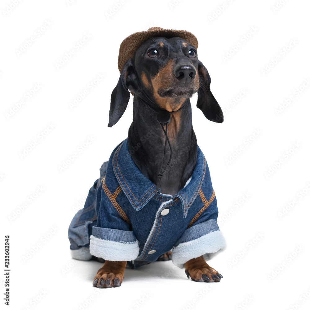 portrait cute dachshund dog, black and tan, wearing western Cowboy hat and  jeans costume, isolated on white background. Festive costume clothes for  dogs. Stock Photo | Adobe Stock