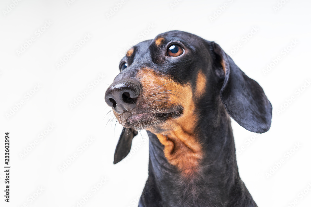 Close up portrait of a dog dachshund on a gray background