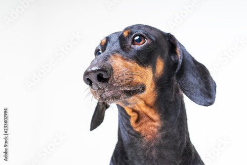 Close up portrait of a dog dachshund on a gray background © Masarik