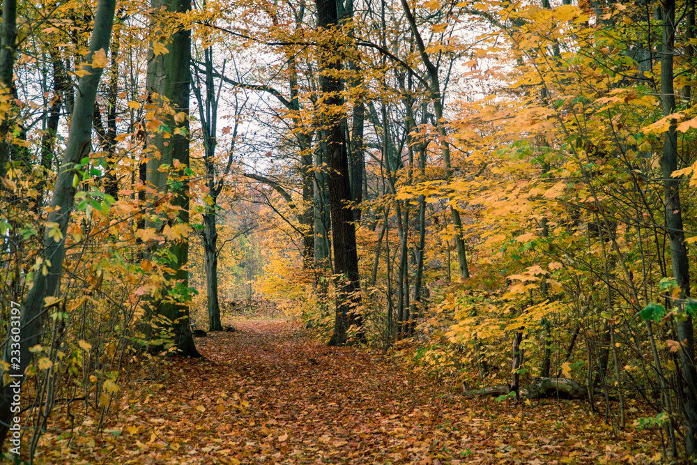 Pathway In A Autumn Forest Pathway In A Autumn Forest