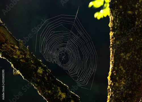 Spider web shines in backlight, Germany, Europe photo