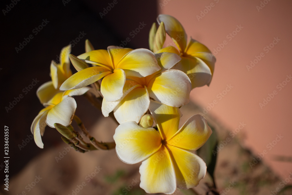 Obraz premium flower tropical