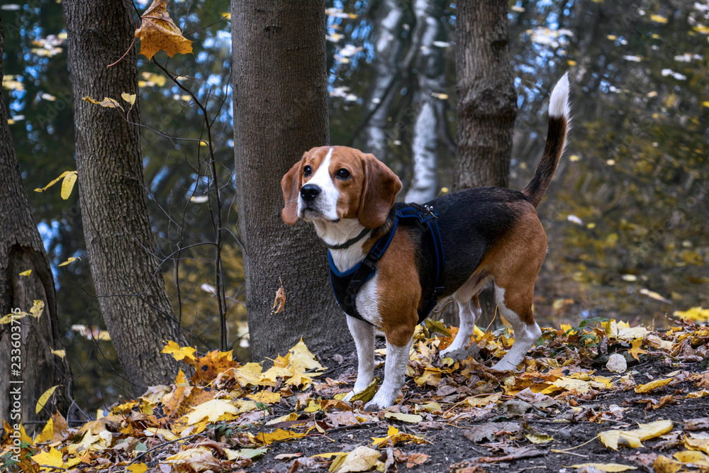 Autumn walk with a dog breed Beagle.