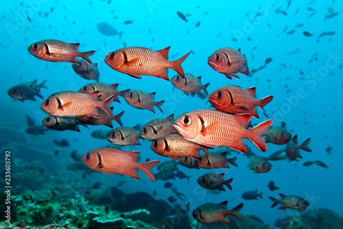 Swarm Blackbar soldierfishes (Myripristis jacobus), Pacific, Queensland, Australia, Oceania photo
