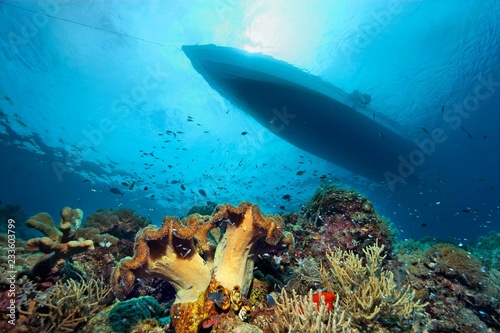 Coral reef with different corals and silhouette of dive boat, Pacific, Queensland, Australia, Oceania