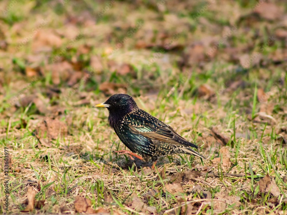 Common starling, sturnus vulgaris, sitting in dry grass with garbage, selective focus, shallow DOF Common starling, sturnus vulgaris, sitting in dry grass with garbage, selective focus, shallow DOF