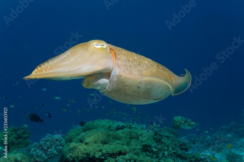 Common cuttlefish (Sepia officinalis), Selayar Island, Sulawesi, Flores Sea, Pacific, Indonesia, Asia photo