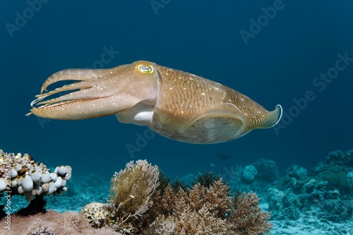 Common cuttlefish (Sepia officinalis), Selayar Island, Sulawesi, Flores Sea, Pacific, Indonesia, Asia photo