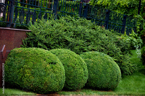 Curly and spherically trimmed bushes photo