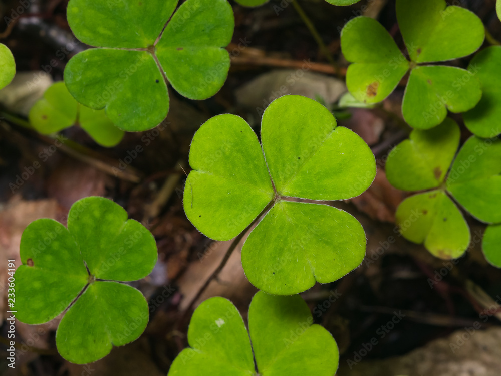 Common Wood Sorrel, Oxalis acetosella, leaves texture macro, selective focus, shallow DOF Common Wood Sorrel, Oxalis acetosella, leaves texture macro, selective focus, shallow DOF