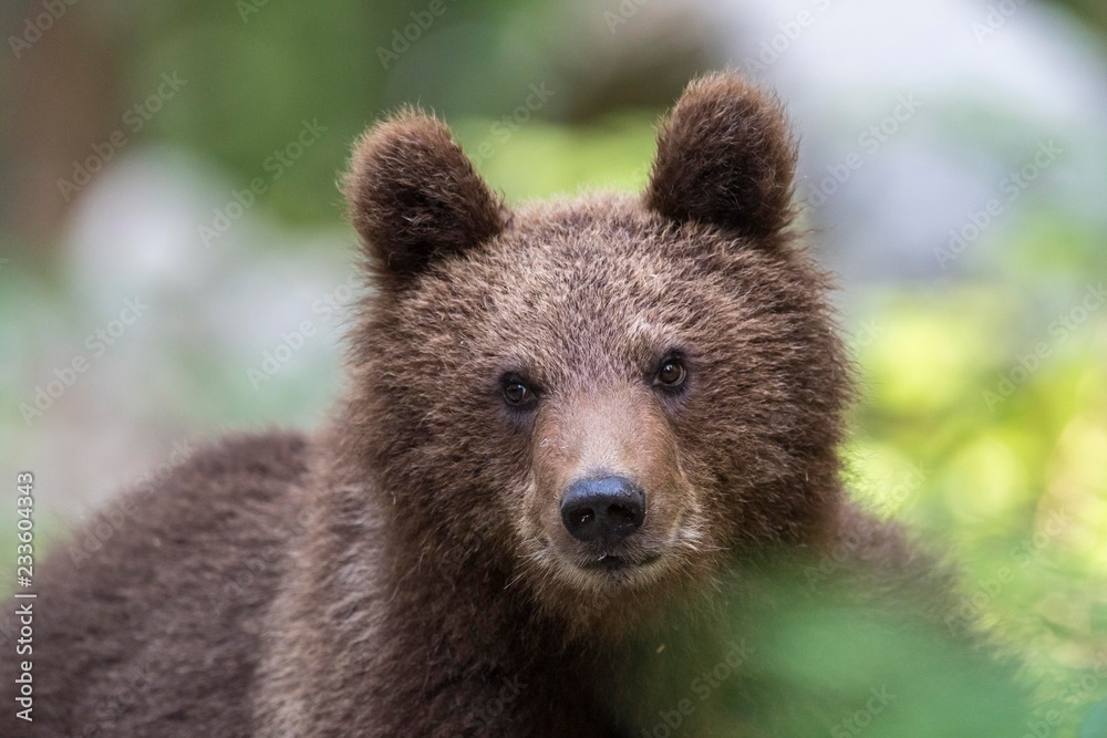 European brown bear (Ursus arctos arctos), Portrait of a young animal, Notranjska Region, Dinaric Alps, Slovenia, Europe European brown bear (Ursus arctos arctos), Portrait of a young animal, Notranjska Region, Dinaric Alps, Slovenia, Europe