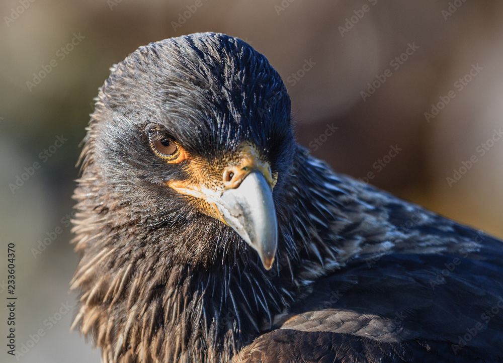 Fototapeta premium Straited Caracara closeup in profile.