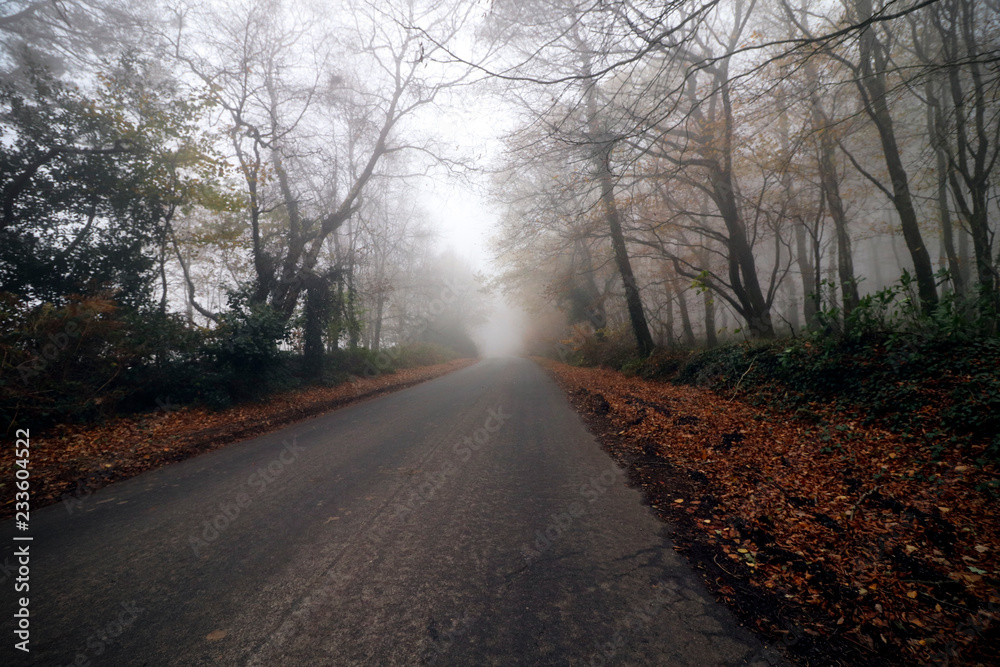 Road and trees in a mist