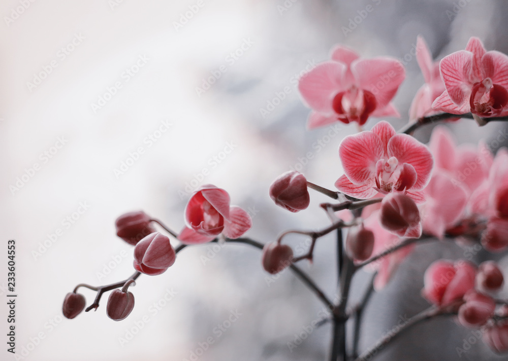 Obraz premium Kwitnące storczyki