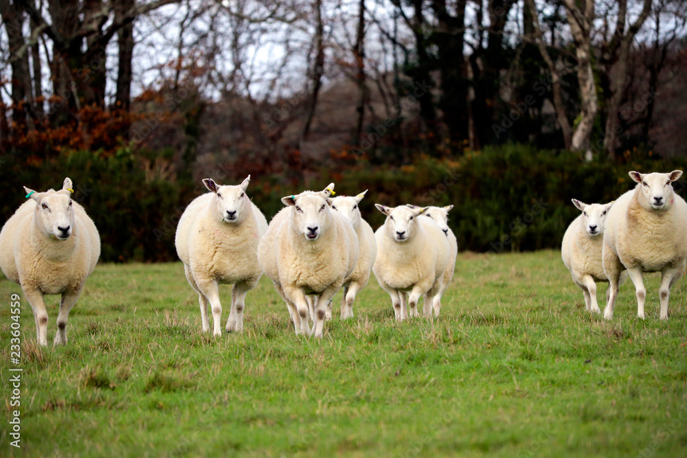 English sheep in field English sheep in field