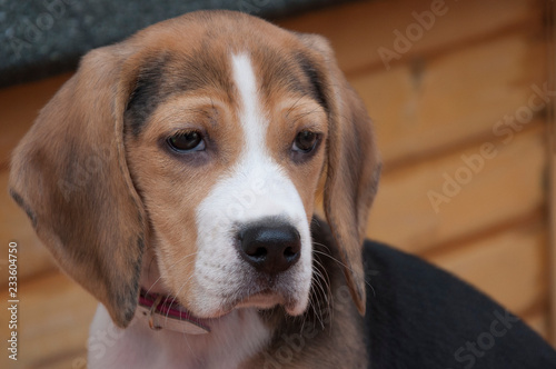 Little female Beagle puppy