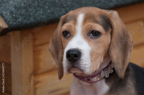 Little female Beagle puppy