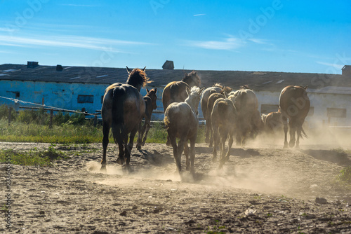 Fototapeta Naklejka Na Ścianę i Meble -  horses on a farm in summer