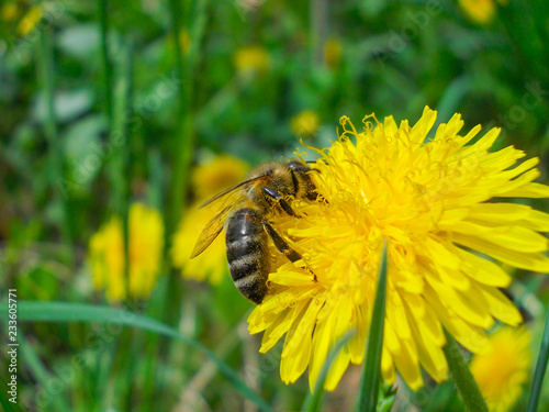 Cuadro en lienzo A bee at a Dandelion flower at flowerbed in Pohrebyshche town, Vinnytsia reg