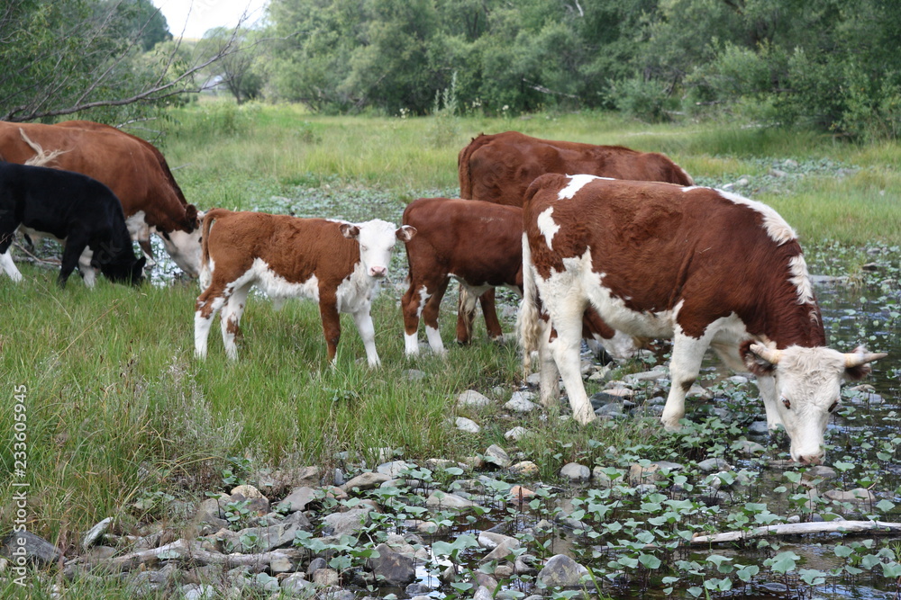 Obraz premium brown cows on pasture