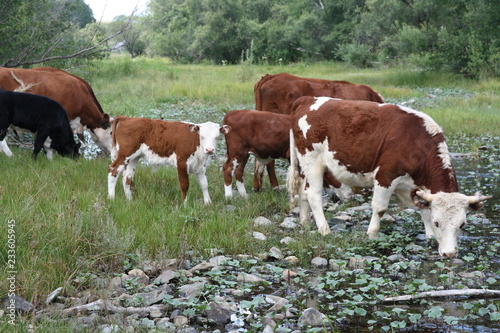 brown cows on pasture