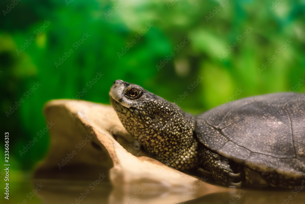 portrait of european pond turtle in a terrarium, most of the frame is blurred portrait of european pond turtle in a terrarium, most of the frame is blurred