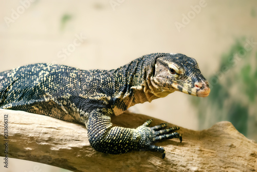 monitor lizard resting on a log on a blurred light background