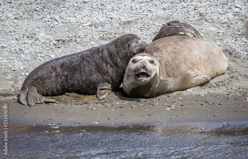 Mother elephant seal with young pup