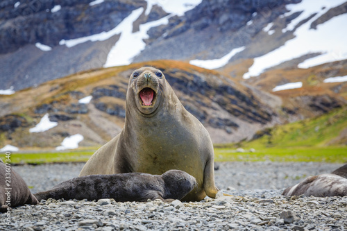 Female elephant seal with newborn screaming.CR2
