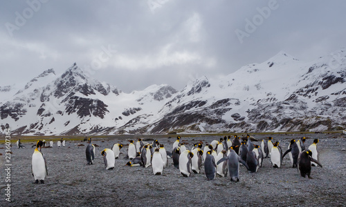 Flock of king penguins on Whale Bay in South Georgia near Antarctica.