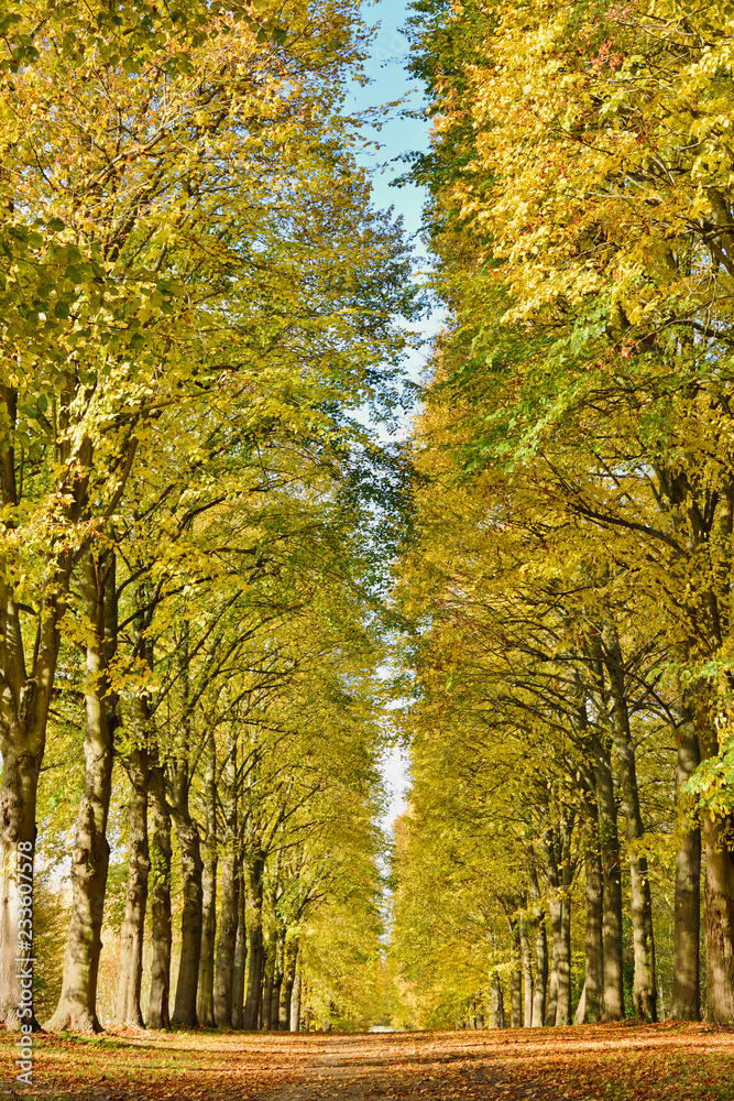 Fototapeta premium Allée d'arbres aux feuilles jaunies en automne