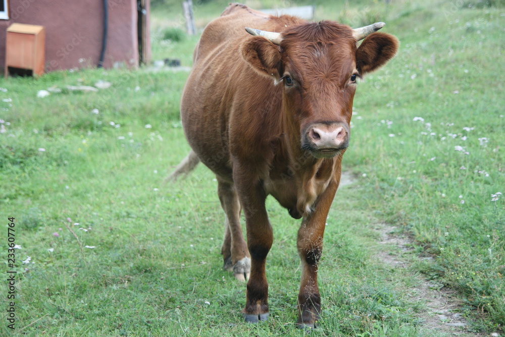 cow in a field cow in a field