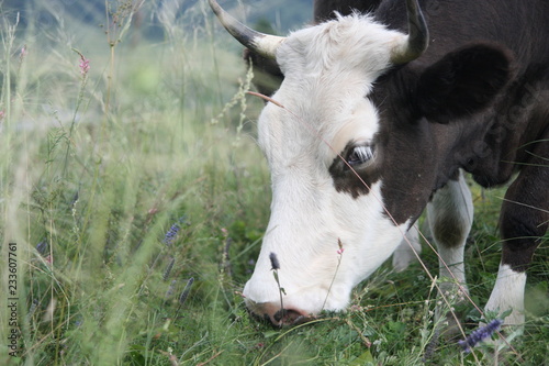 portrait of a cow in field