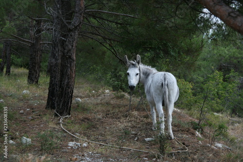 white donkey