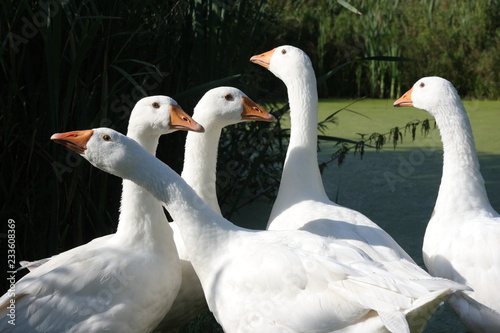 white geese on the lake