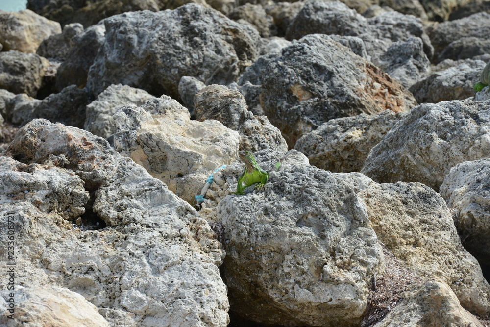 Iguana at the Florida Keys in winter time Iguana at the Florida Keys in winter time