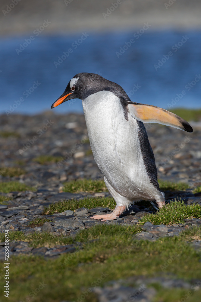 Fototapeta premium Walking gentoo penguin.