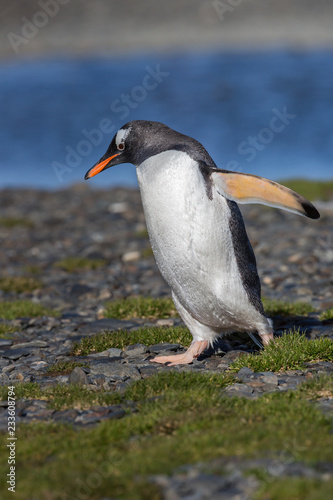 Walking gentoo penguin.