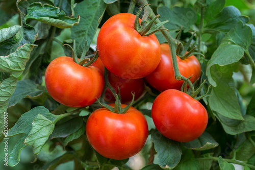 Red tomato vine growing in a plastic tunnel