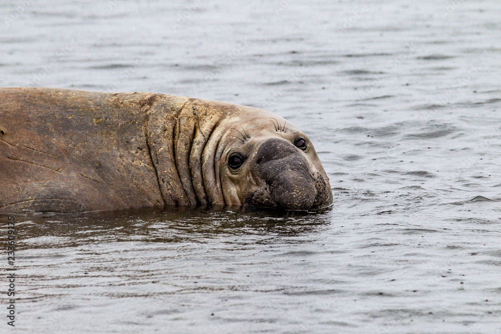 Fototapeta premium Elephant seal in the waters of Ocean Bay in South Georgia