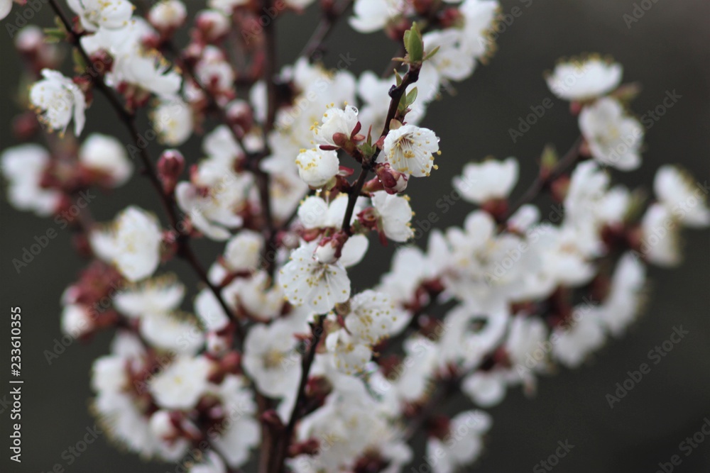 Obraz premium Cherry tree in bloom