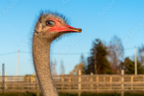 The ostrich head with visibility of the third eyelid of the eye of white color. photo