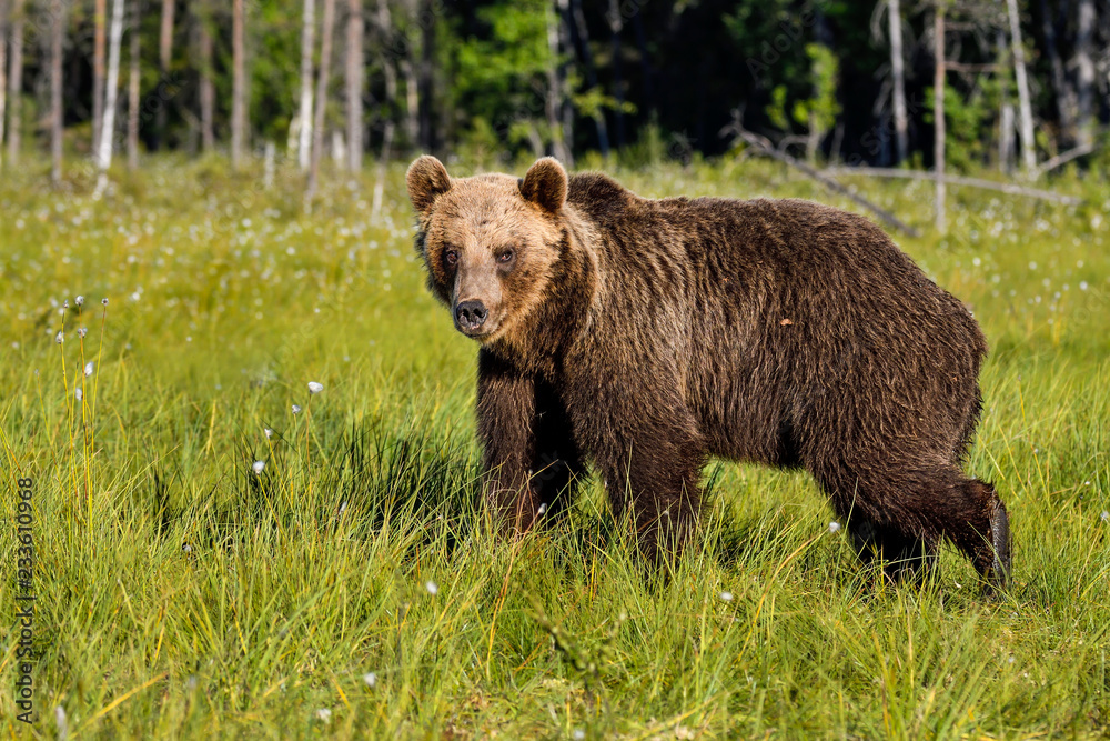 Brown bear